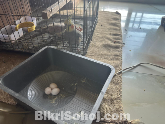 Cockatiel master pair